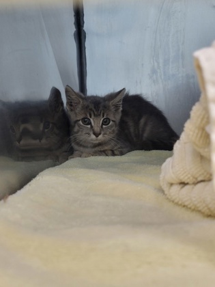 Help Rehome This Cat Cat