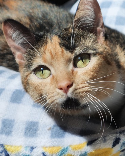 Photo of Daisy Jones (Bonded to Luna Jean)