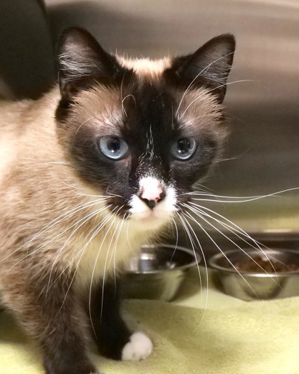 View Frost the Cat Photo #1