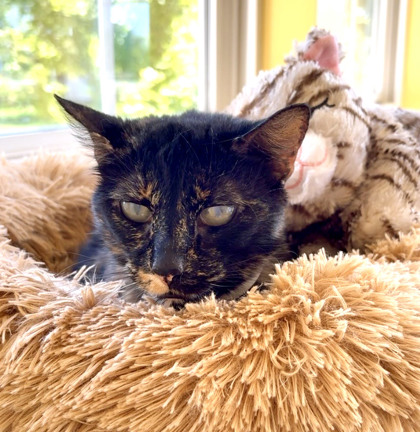 View Rainy the Cat Photo #3
