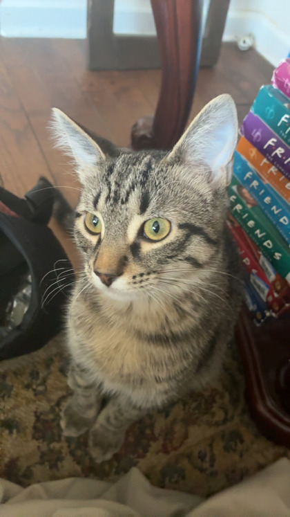 View Timmy the Cat Photo #2
