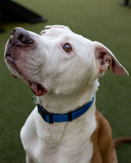 View Winnie The Pooh the Dog Photo #1