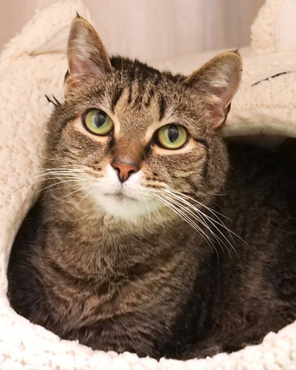 View Maddox (Bonded To Turbo) the Cat Photo #2