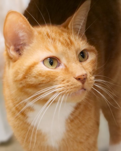 View Hammy the Cat Photo #3