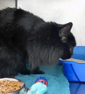 View Aurora the Cat Photo #1