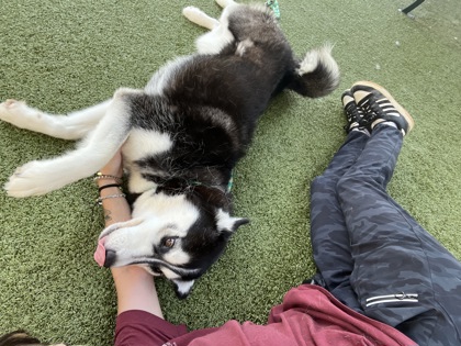 View Laura the Dog Photo #2