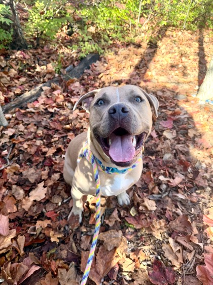 View Finch (in Foster) the Dog Photo #1