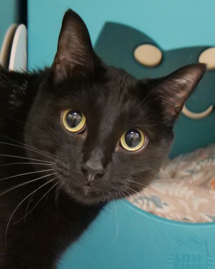 View Rufus the Cat Photo #1