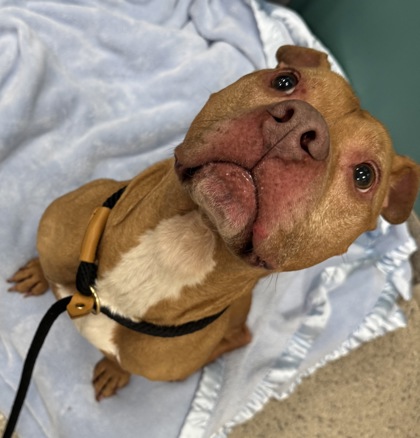Leo - Pit Bull for adoption in Indiana