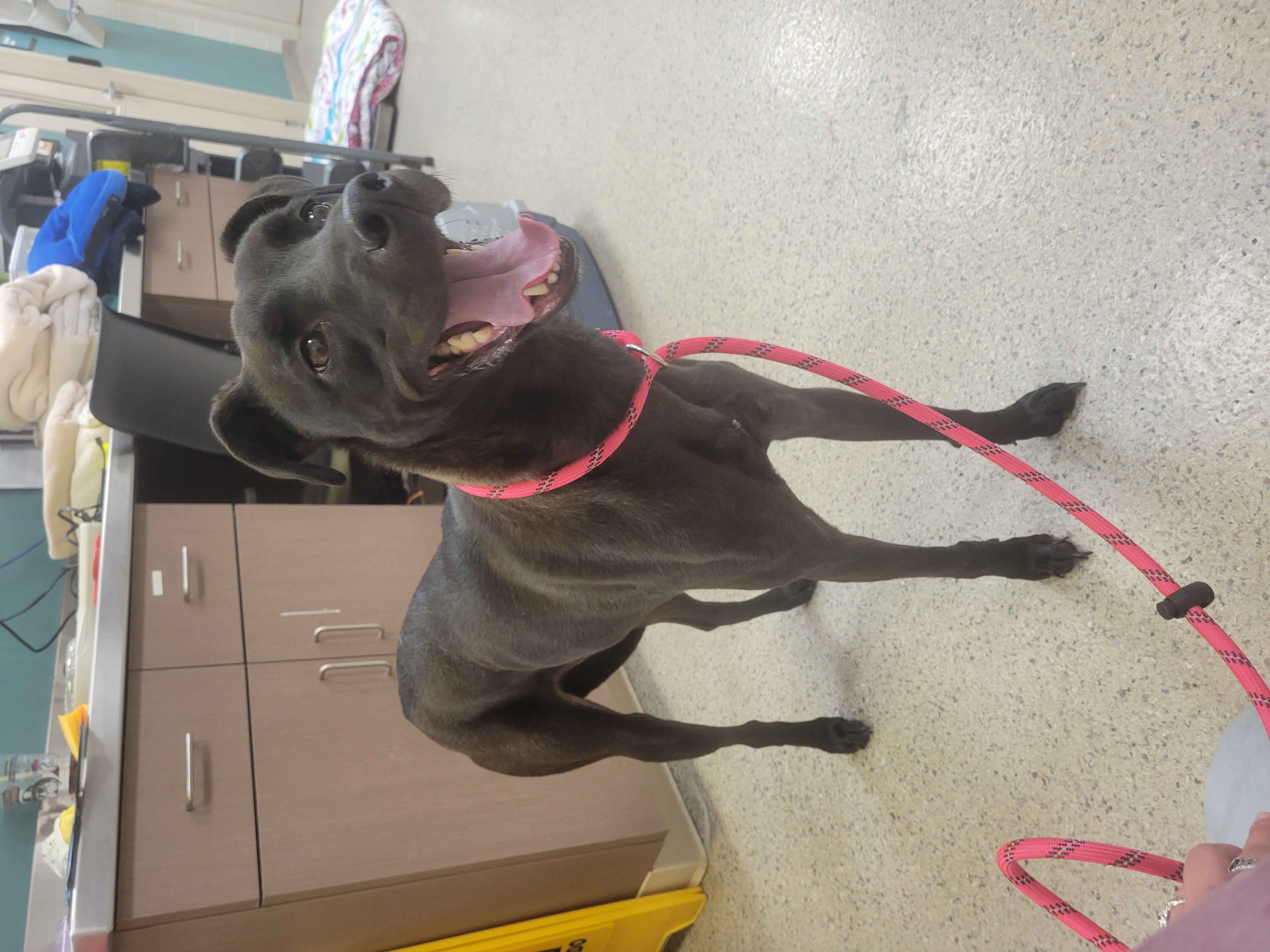 Help Rehome This Dog Dog