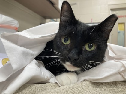 View Bibeau (in Foster) the Cat Photo #1