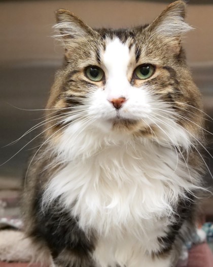 Learn More About Kitty Photo of Kitty