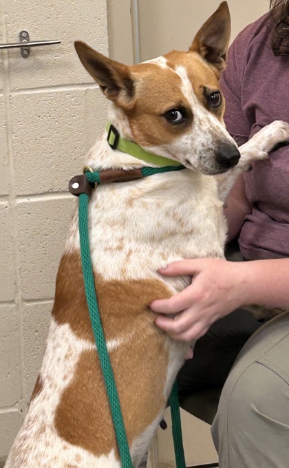 Learn More About Peanut Photo of Peanut