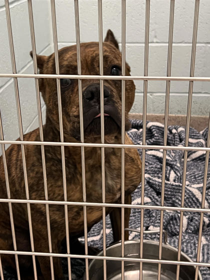 Help Rehome This Dog Dog