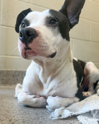 View Hop the Dog Photo #2