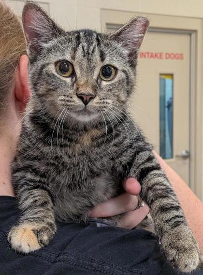 HONEY (AT PET SMART) - Domestic Shorthair / Mix available for adoption