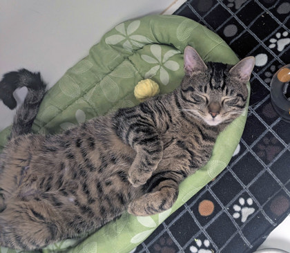 View Scotty the Cat Photo #1