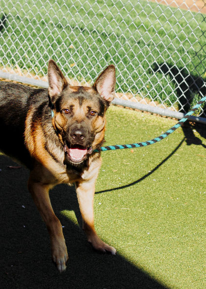 View Morrie the Dog Photo #2