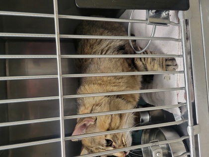 Help Rehome This Cat Cat
