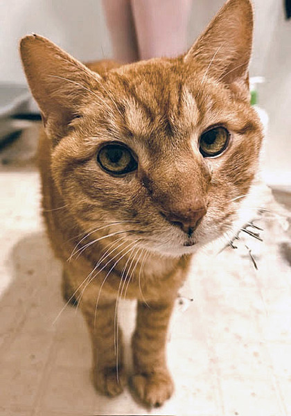 View Jefferson (in Foster) the Cat Photo #2