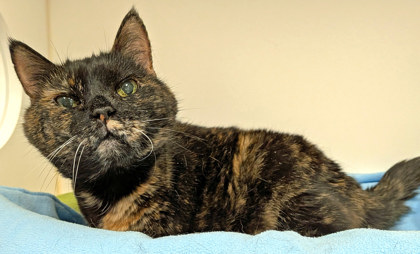 View Foomf (Bonded To Marley) (in Foster) the Cat Photo #1