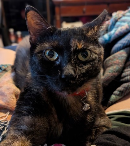 View Purrlock the Cat Photo #2