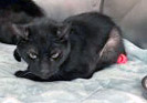 View Fatboy (Bonded To Rudy)(in Foster) the Cat Photo #2