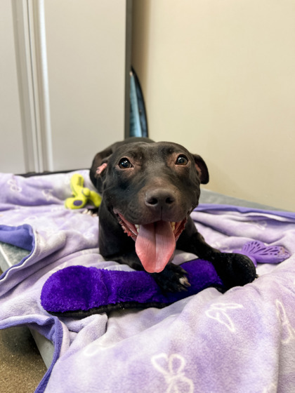 View Violet Girl the Dog Photo #1