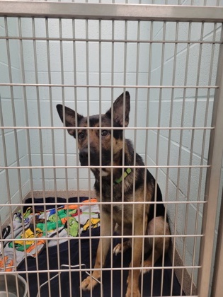 Help Rehome This Dog Dog