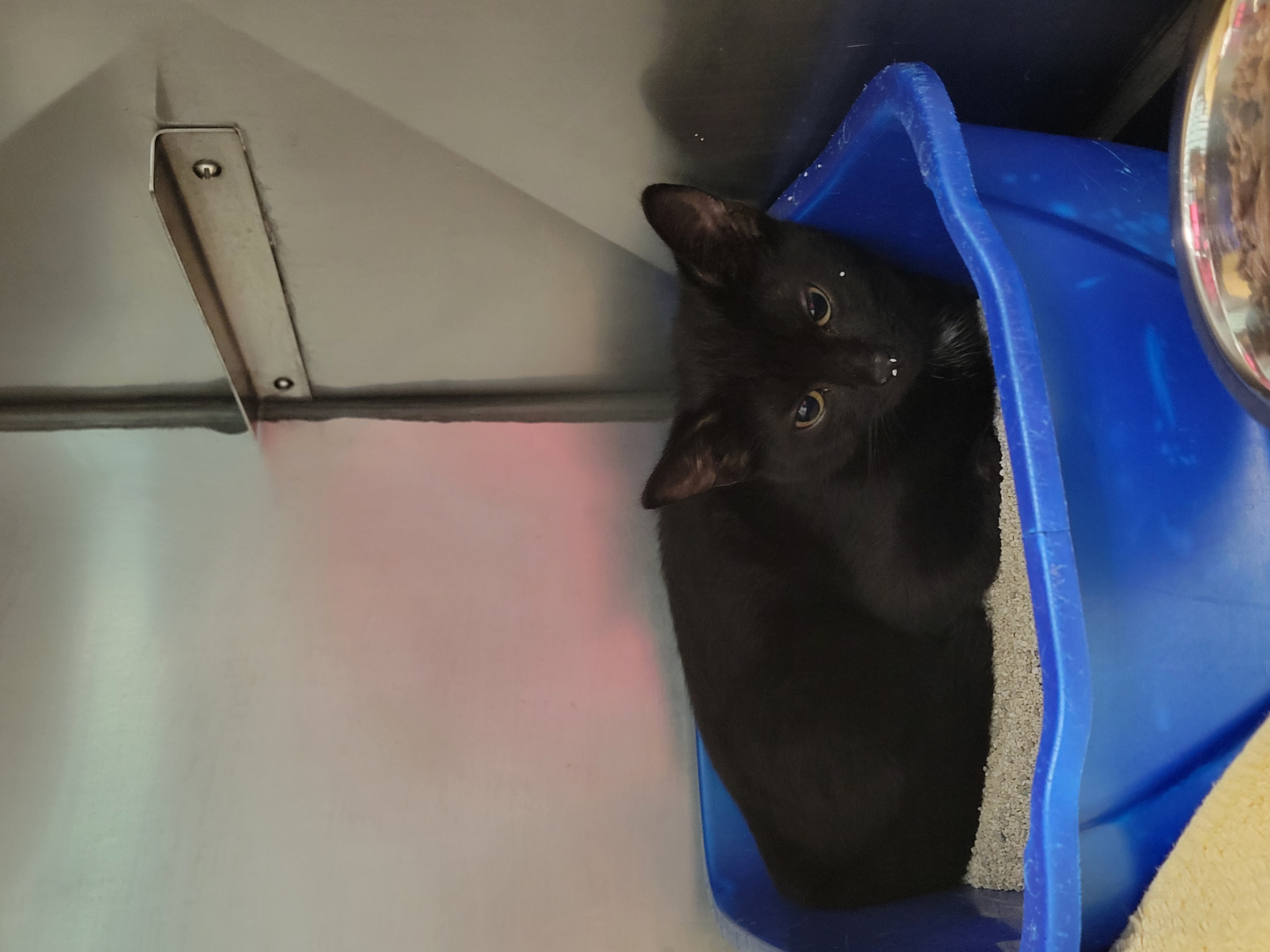 Help Rehome This Cat Cat