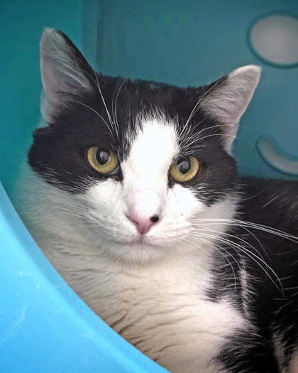 View Mammoth (In Foster) the Cat Photo #2