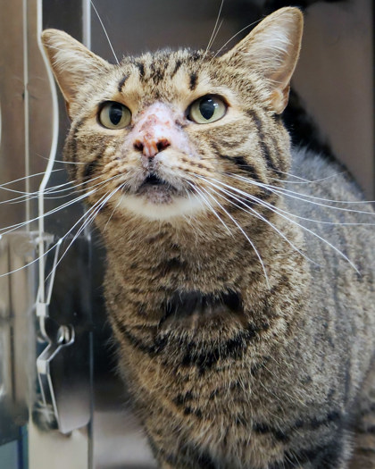 Learn More About Venus Flytrap (in Foster) Photo of Venus Flytrap (in foster)