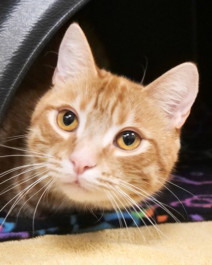 Learn More About Calliepurr