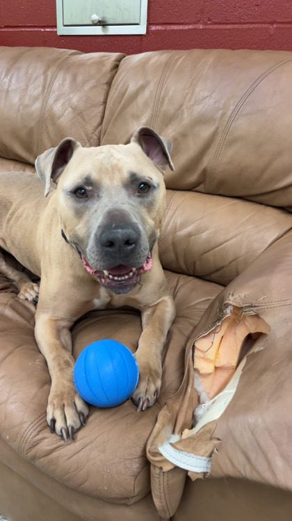 View Jack the Dog Photo #1