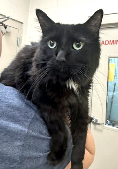 View Maeve the Cat Photo #1