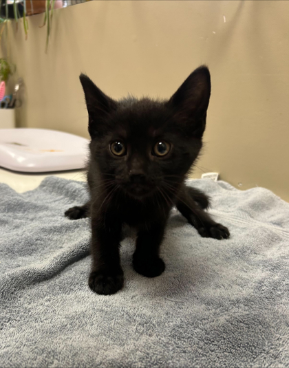 Finn