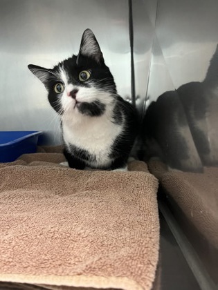 View Flurry the Cat Photo #1