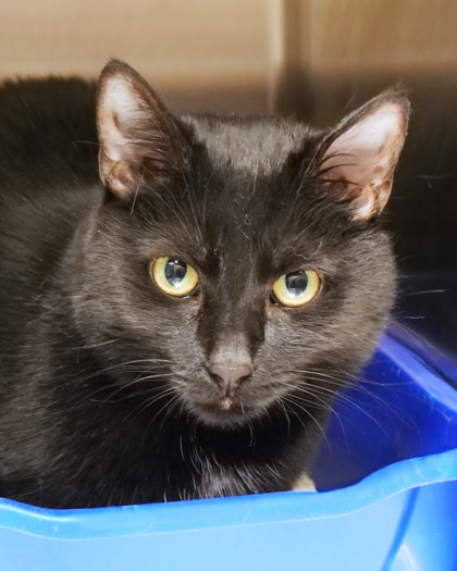 View May Flower the Cat Photo #2