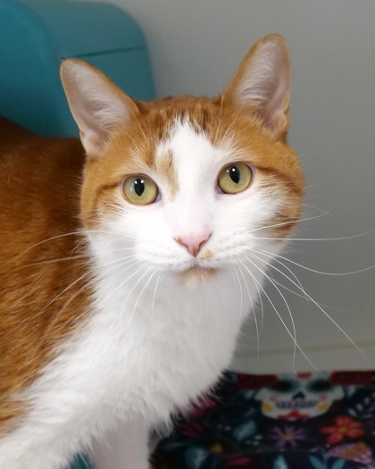 View Mort (In Foster) the Cat Photo #1