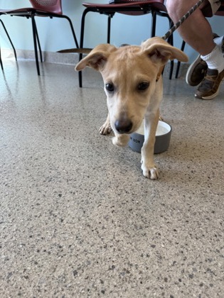 Help Rehome This Dog Dog