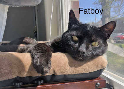 Learn More About Fatboy (bonded To Rudy)(in Foster) Photo of Fatboy (bonded to Rudy)(in foster)