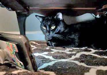 View Ace the Cat Photo #2