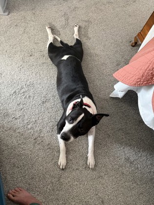 View Newton (in Foster) the Dog Photo #2