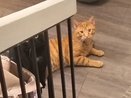 Have You Seen O'malley? Cat