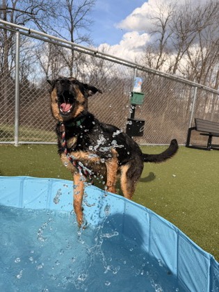 View Huntley the Dog Photo #2