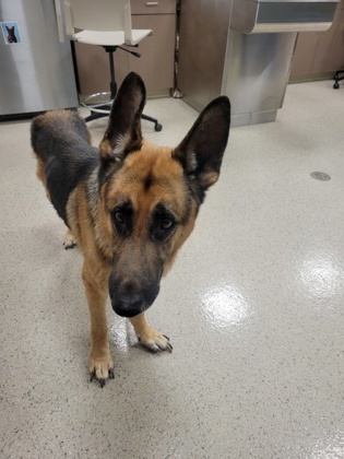 View Found Dog Photo #1