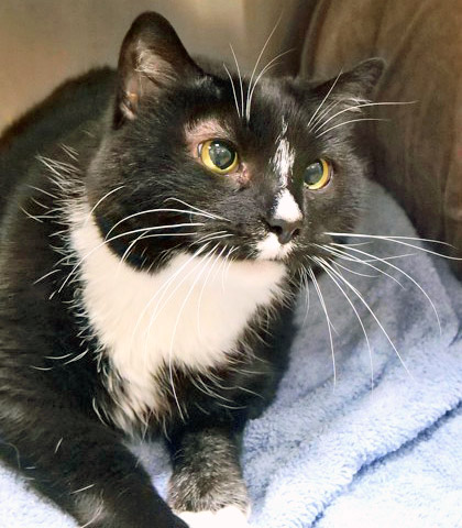 View Jamie (in Foster) the Cat Photo #1