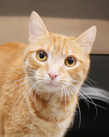 View Calliepurr the Cat Photo #1