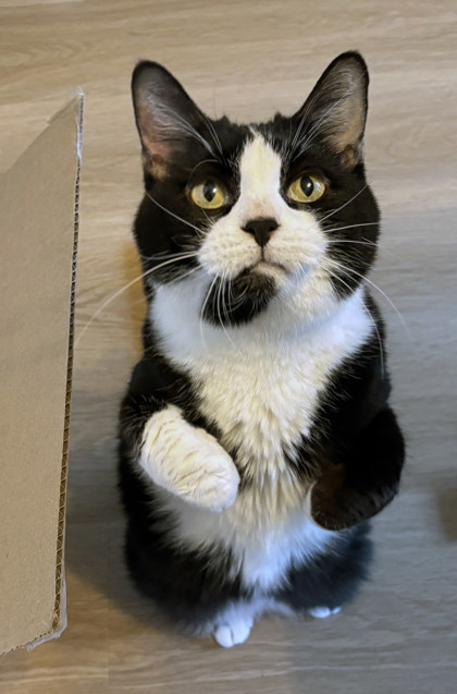 View Miss Bibs (in Foster) the Cat Photo #1