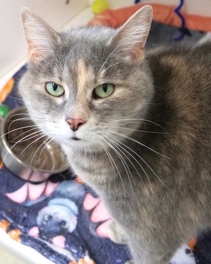 Kitty Lee
